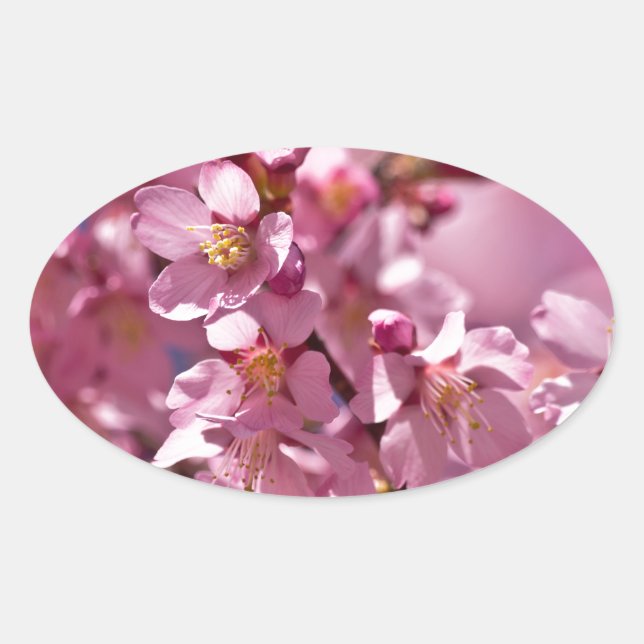 Sakura Kirschblüten von Sonnenlicht geküsst Ovaler Aufkleber (Vorderseite)