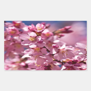 Sakura Kirschblüten von Sonnenlicht geküsst Rechteckiger Aufkleber