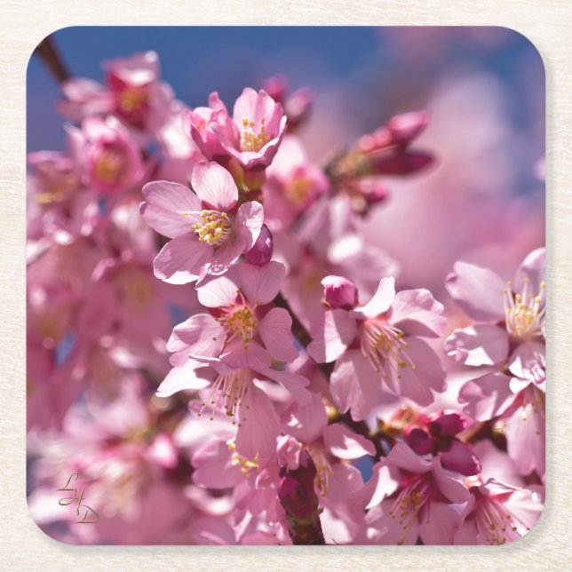 Sakura Kirschblüten von Sonnenlicht geküsst Rechteckiger Pappuntersetzer (Vorderseite)