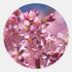 Sakura Kirschblüten von Sonnenlicht geküsst Runder Aufkleber