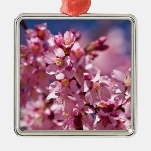 Sakura Kirschblüten von Sonnenlicht geküsst Silbernes Ornament
