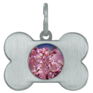 Sakura Kirschblüten von Sonnenlicht geküsst Tiermarke