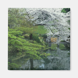Sakura, Koishikawa Koraku-en Garten, Tokio, Magnet