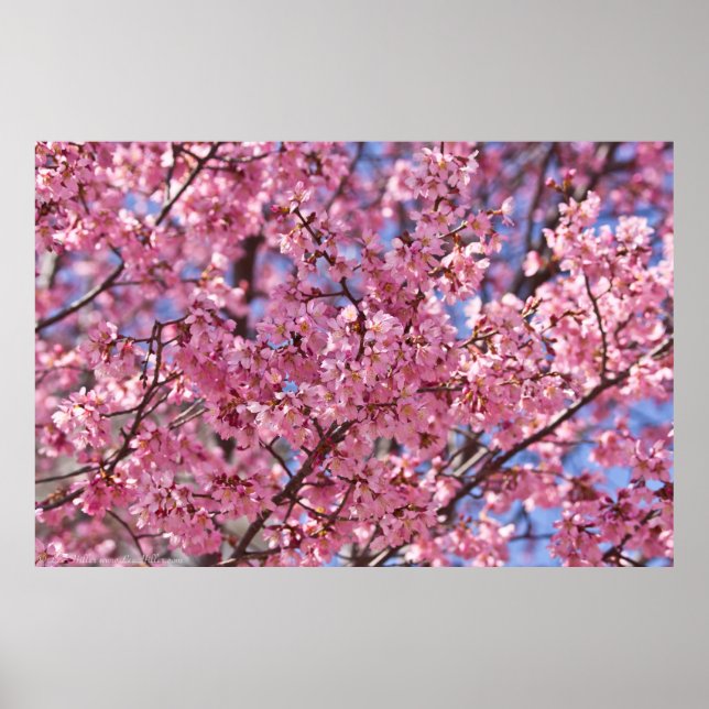Sakura Pink Cherry Blossom Sky Poster (Vorne)