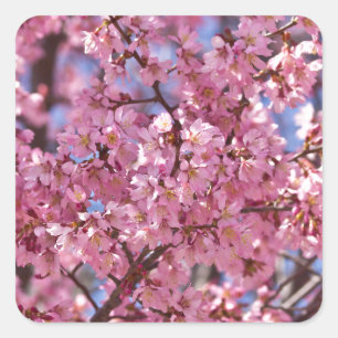 Sakura Pink Cherry Blossom Sky Quadratischer Aufkleber