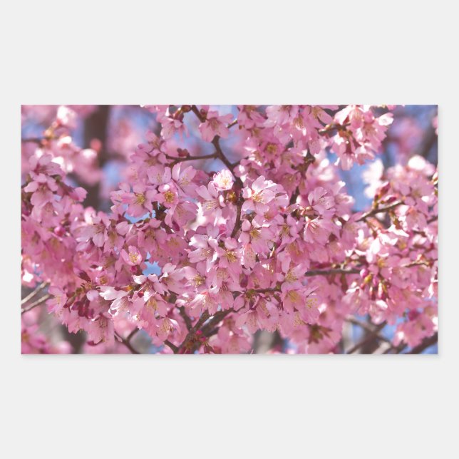 Sakura Pink Cherry Blossom Sky Rechteckiger Aufkleber (Vorderseite)