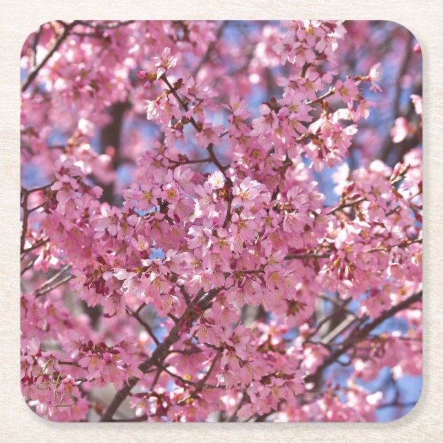 Sakura Pink Cherry Blossom Sky Rechteckiger Pappuntersetzer (Vorderseite)