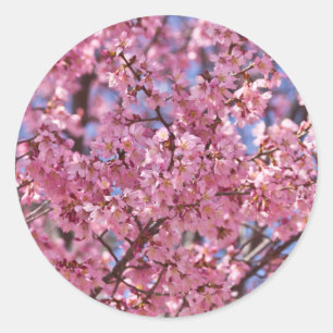 Sakura Pink Cherry Blossom Sky Runder Aufkleber
