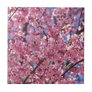 Sakura Rosa Kirschblütenhimmel Fliese