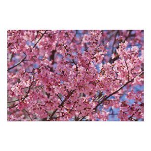 Sakura Rosa Kirschblütenhimmel Poster