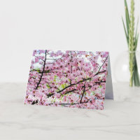 Sakura Tree in voller rosa Blüte im Frühling