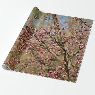 Sakura Tree ist bereit im Frühling zu blühen Geschenkpapier