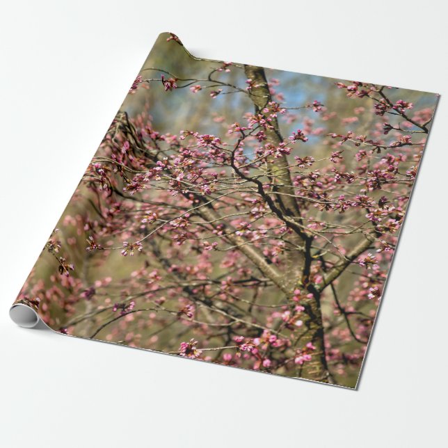 Sakura Tree ist bereit im Frühling zu blühen Geschenkpapier (Ungerollt)