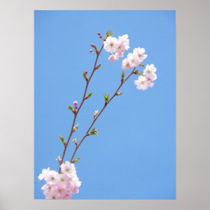 Sakura-Zweig mit blauem Himmel Poster