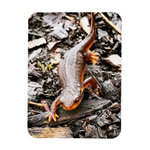 Salamander im Wald Magnet