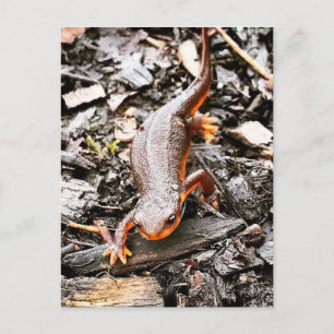 Salamander im Wald Postkarte
