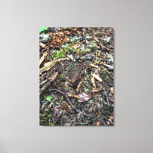 Salamander im Wald, Washington Leinwanddruck (Vorderseite)