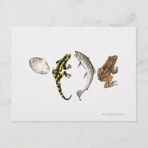 Salamander, Lachs Postkarte