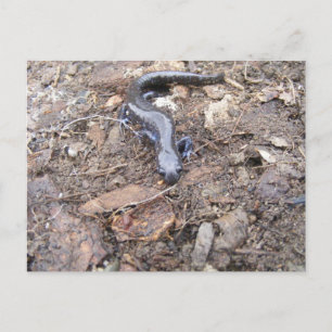Salamander Post Card Postkarte