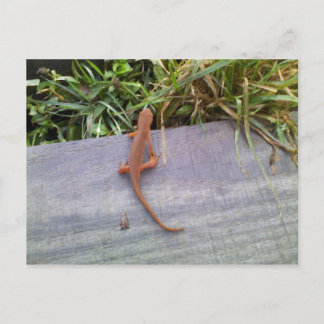 Salamander Postkarte