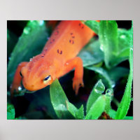 Salamander Raindrop, rot, am Auge