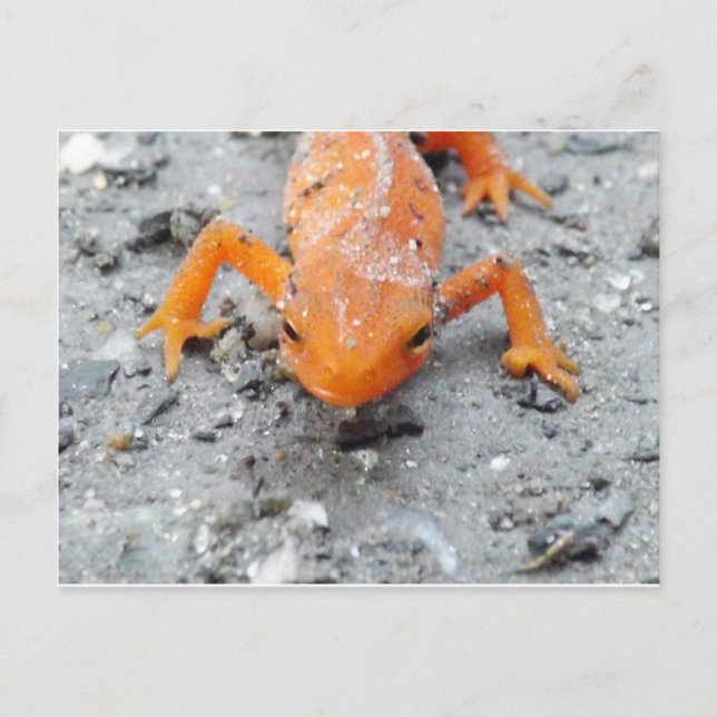 Salamander Up Close Postcard Postkarte (Vorderseite)