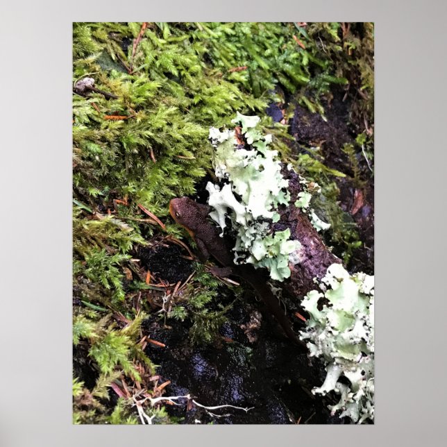 Salamander versteckt sich unter Log, Washington Poster (Vorne)