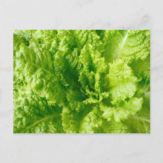 Salat Postkarte (Vorderseite)