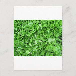 Salatliebhaber Postkarte