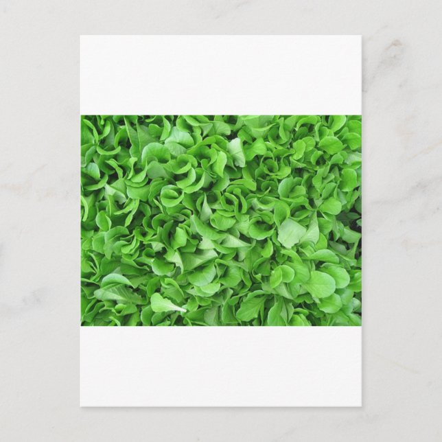 Salatliebhaber Postkarte (Vorderseite)