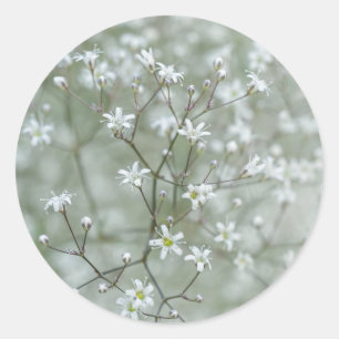 Salbeigrünes Baby-Atem Botanisches Blumenfoto Runder Aufkleber