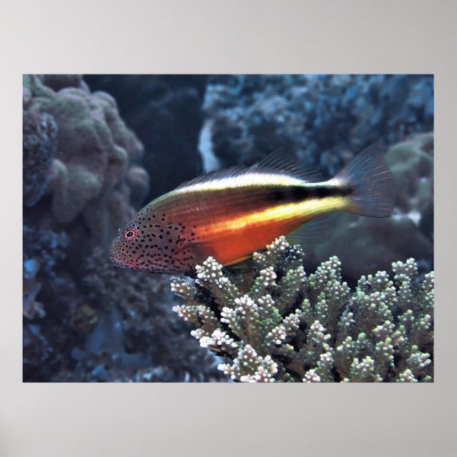 Saldo Poster (Vorne)