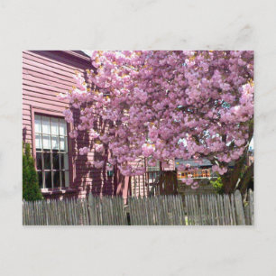 Salem Pink Blossoms Postkarte