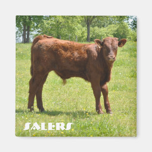 Salers Kalbmagnet Magnet