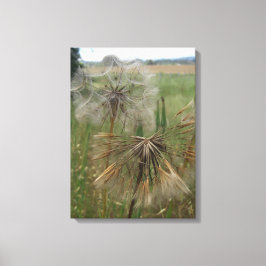 Salify Seeds in Field Wrapped Canvas Leinwanddruck