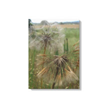 Salify Seeds in Field Wrapped Canvas