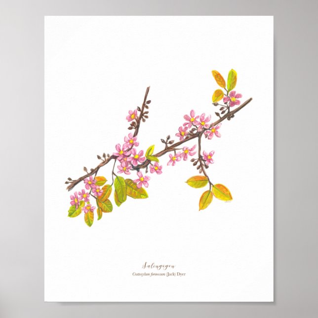 Salingogon (Cratoxylum formosum) Ph Forest Blooms Poster (Vorne)