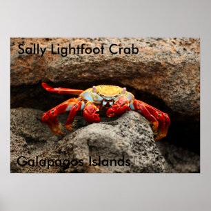 Sally Lightfoot Crab Poster