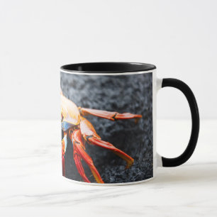 Sally lightfoot Krabbe auf einem schwarzen Tasse