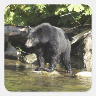 "Salmon Spotting" Schwarzbären-Aufkleber für Wildt Quadratischer Aufkleber