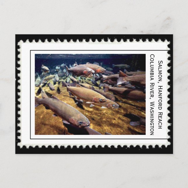 Salmon Washington Postkarte (Vorderseite)