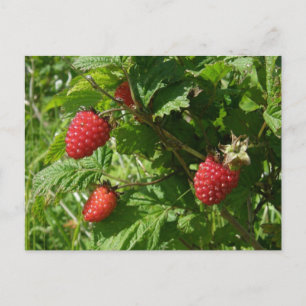 Salmonbeeren auf der Insel Unalaska Postkarte