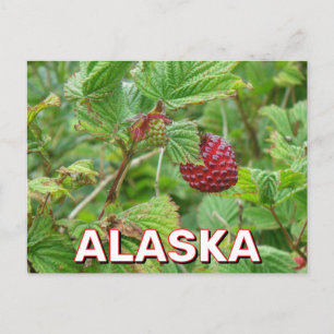 Salmonbeeren in Alaska Postkarte