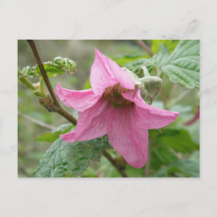 Salmonberry Blossom, Insel Unalaska Postkarte