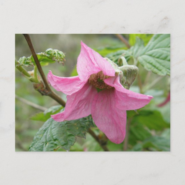 Salmonberry Blossom, Insel Unalaska Postkarte (Vorderseite)