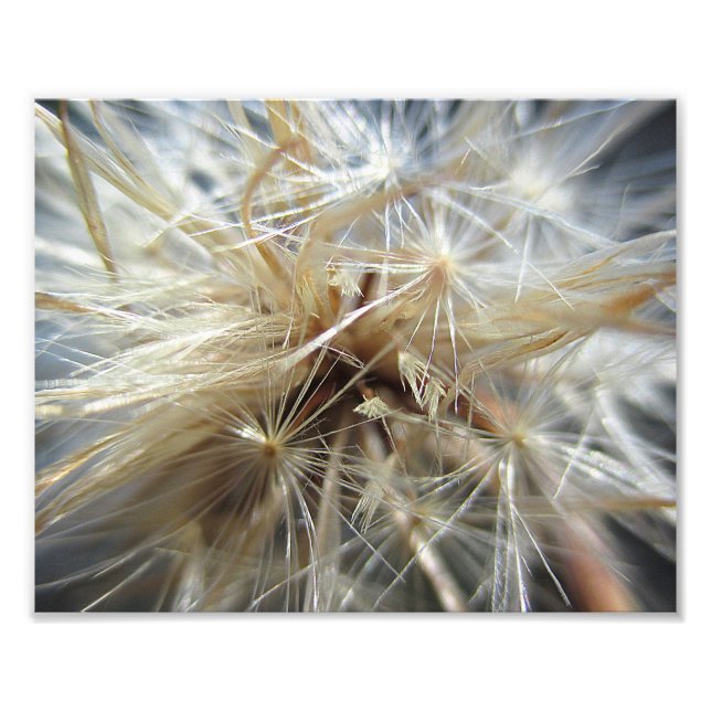 Salsify Seed Puff 10x8 Fotodruck (Vorne)