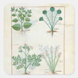 Salt Bush und Anthora Absinthium und Cardamom Quadratischer Aufkleber