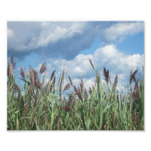 Salt Water Marsh Foto drucken