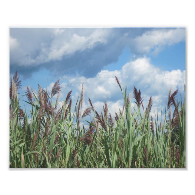 Salt Water Marsh Foto drucken (Vorne)