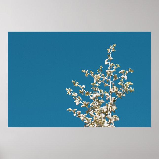 Saltbush Atriplex Leaf Natur Minimalistisches Post Poster (Vorne)